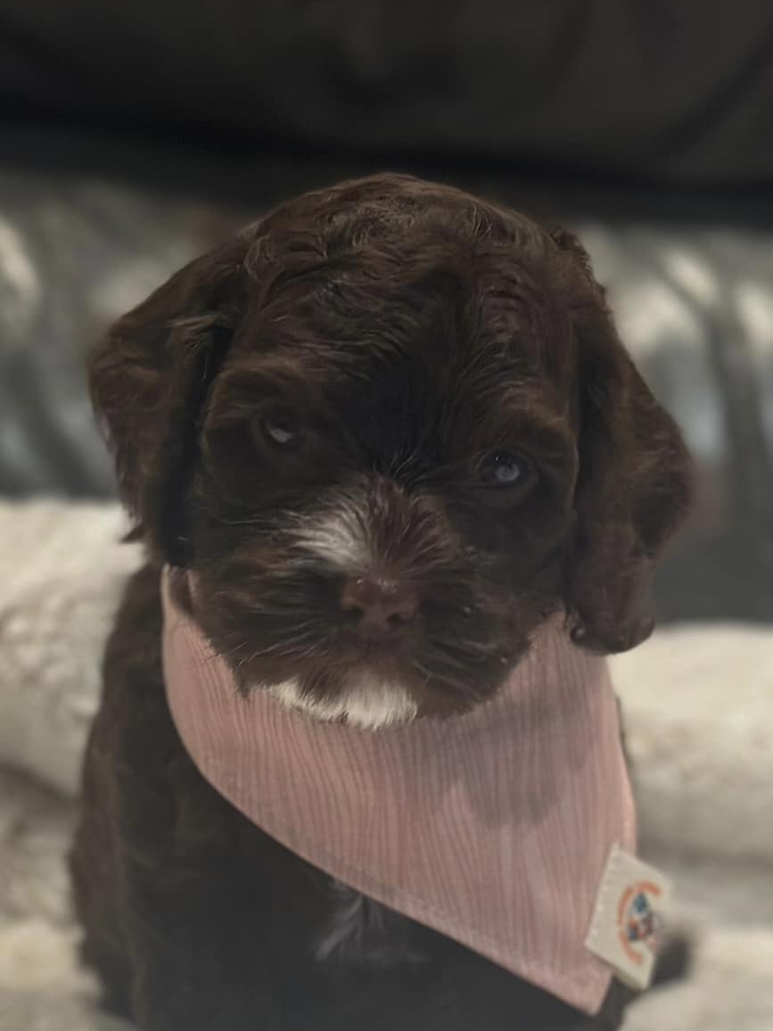 Cockapoo
