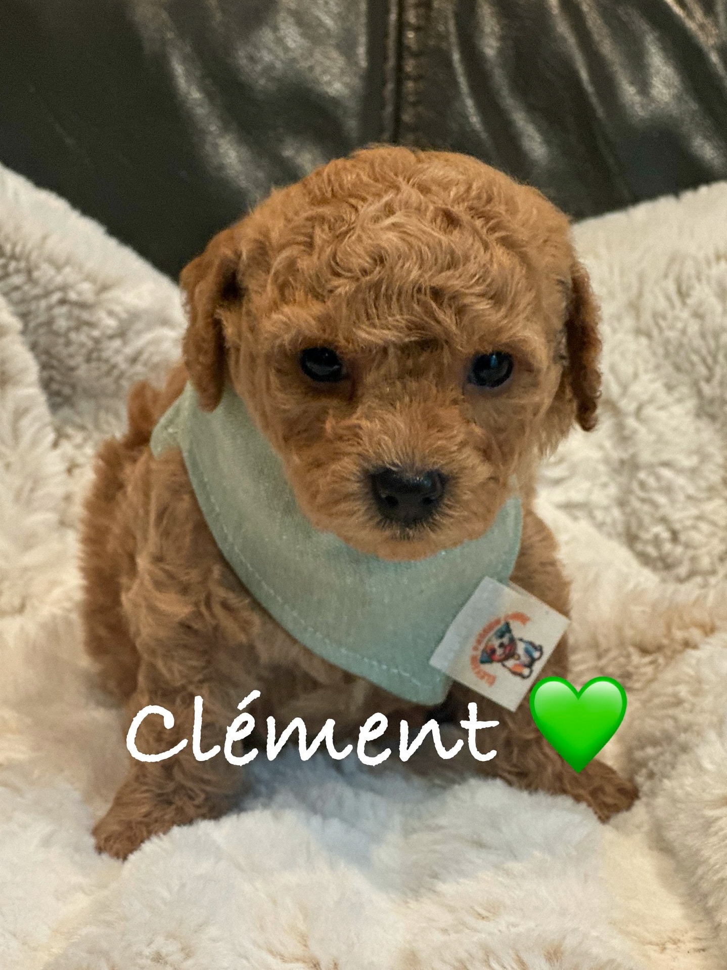 Caniche Toy