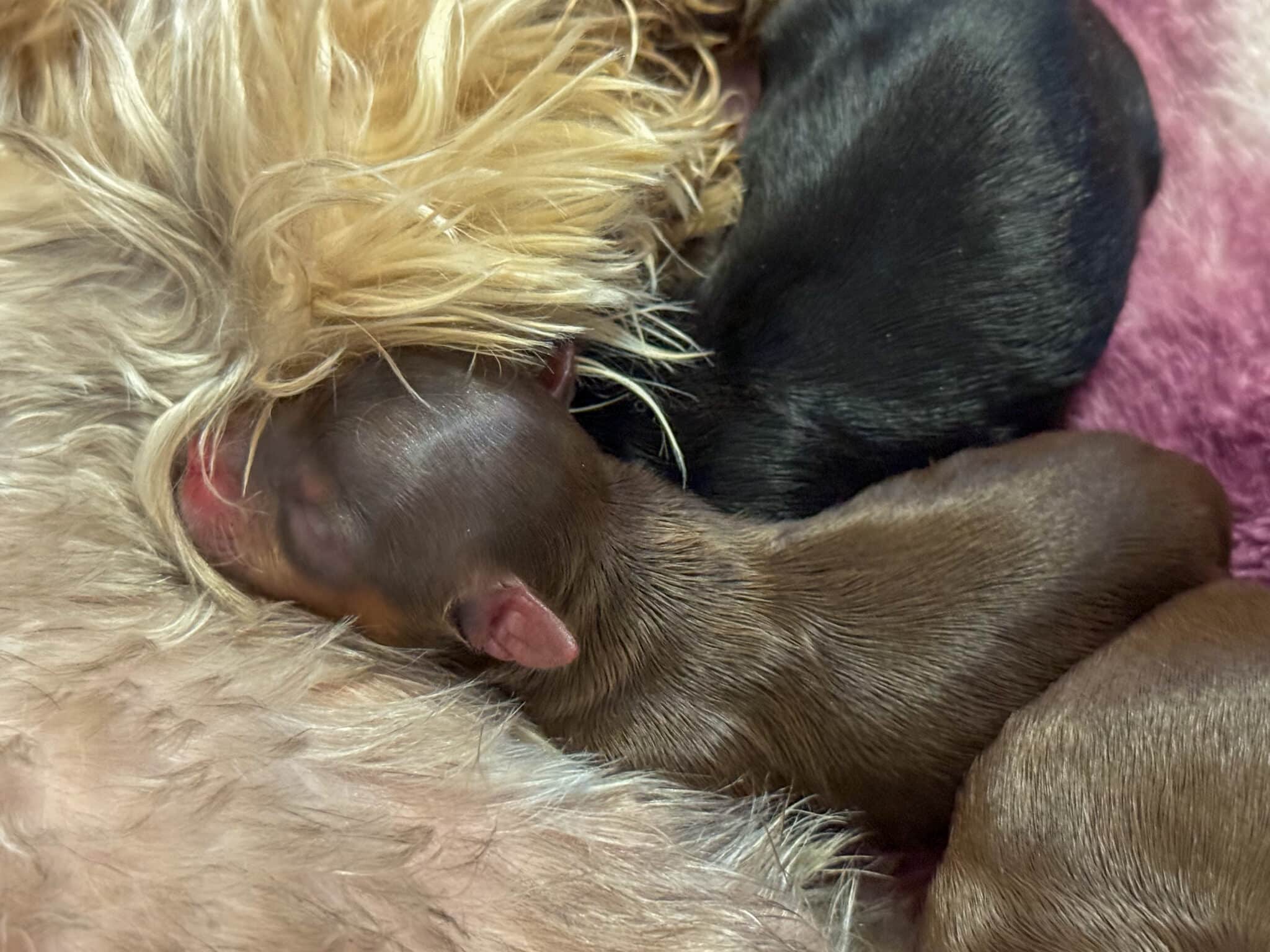 bébé Yorkipoo
