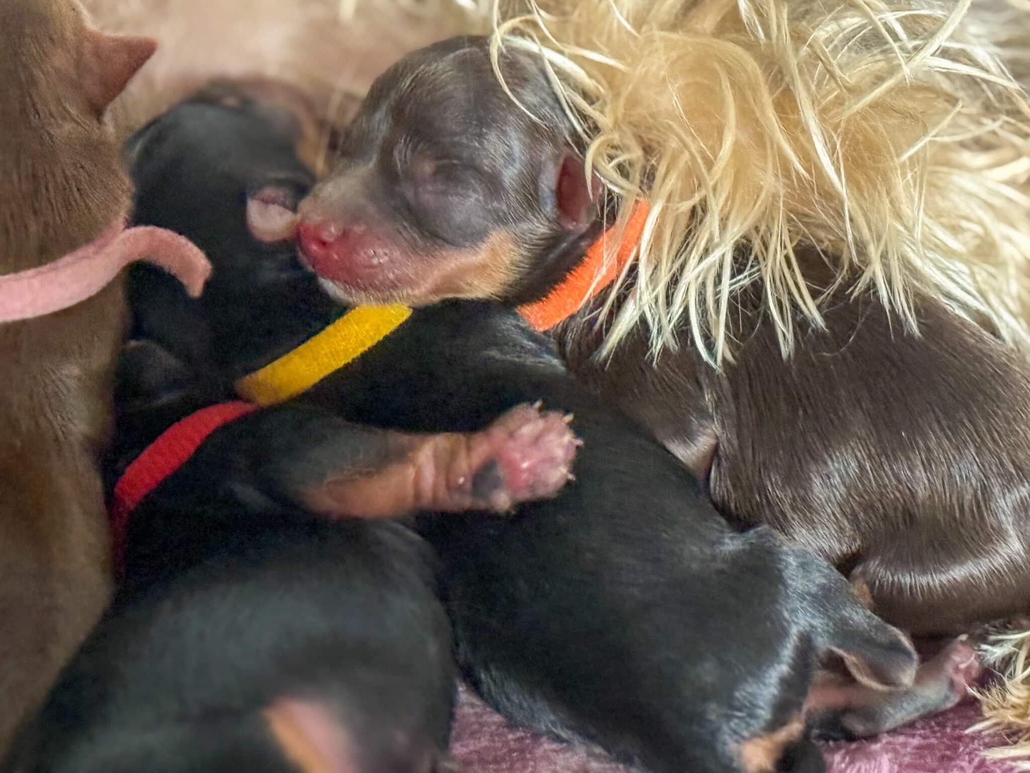 Bébé Yorkipoo